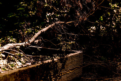 Close-up of tree branch in forest