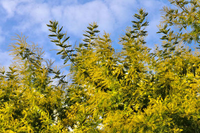 Low angle view of flowering plants against sky