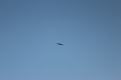 Low angle view of airplane flying in sky