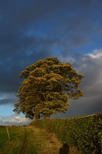 Trees on field against cloudy sky