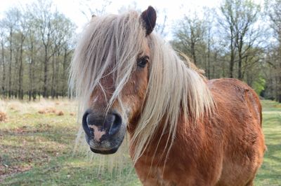 Portrait of horse on field