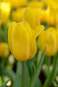 Close-up of yellow tulip