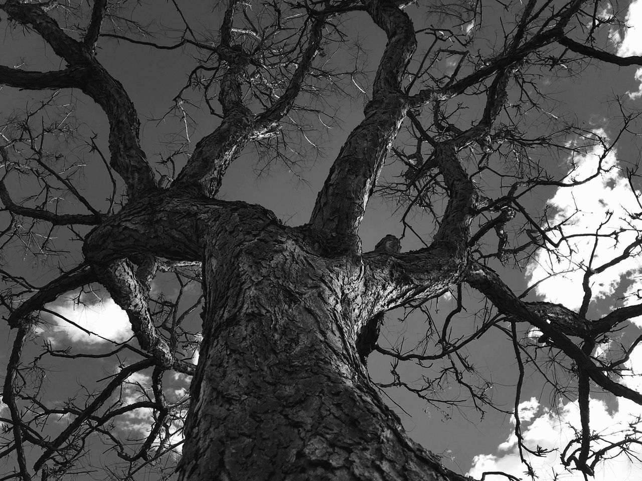 tree, low angle view, branch, sky, no people, nature, beauty in nature, outdoors, day