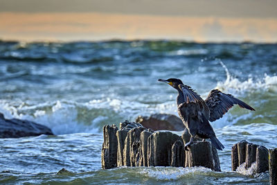 Seagull flying over sea