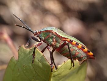 Big insects stink ugly