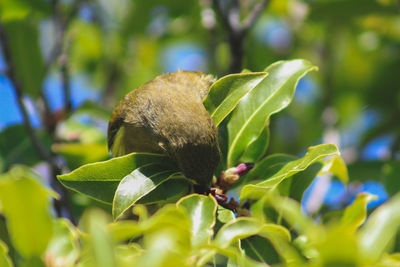 Close-up of a bird perching on a plant