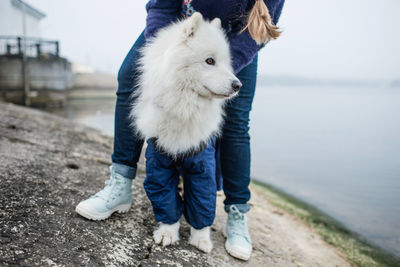 Full length of dog standing on shore