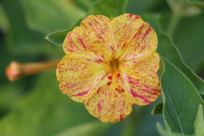 Close-up of flower blooming outdoors