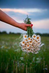 Close-up of hand holding flowering plant