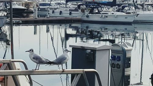 Birds perching on railing