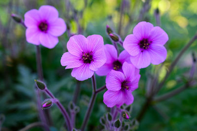 Close-up of pink flowering plant in park