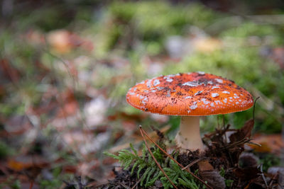 Close-up of fly agaric mushroom on field
