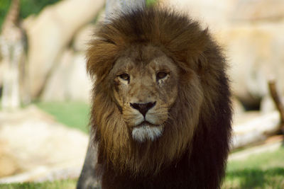 Portrait of lion on field