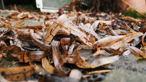 Close-up of firewood