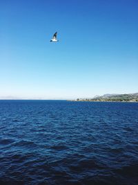 Low angle view of seagull flying over sea