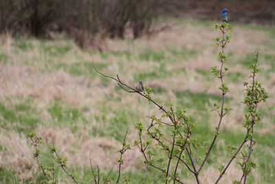 A mountain blue bird perching on a tree in a field
