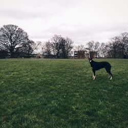 Dog on grassy field