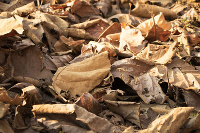 Full frame shot of dried autumn leaves on field