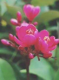 Close-up of pink flowering plant