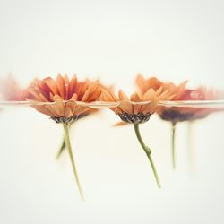 Close-up of plant over white background