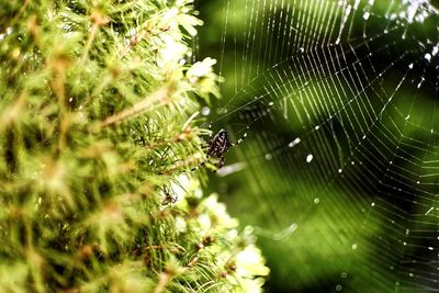 Close-up of spider on web