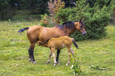 Horses in a field