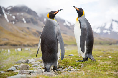 Penguins perching on field against mountains