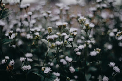 Close-up of white flowering plants