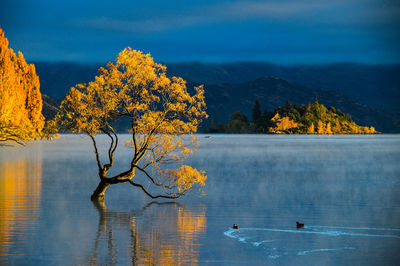 Scenic view of lake by trees against sky