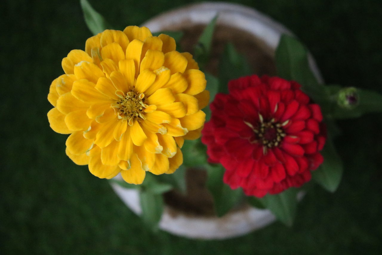 flowering plant, flower, freshness, petal, flower head, plant, vulnerability, inflorescence, fragility, beauty in nature, yellow, growth, close-up, focus on foreground, nature, no people, pollen, directly above, day, outdoors