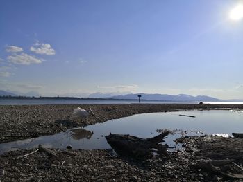 View of beach against sky with swan going into water