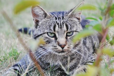 Close-up portrait of a cat