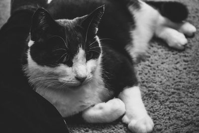 Close-up of cat resting at home