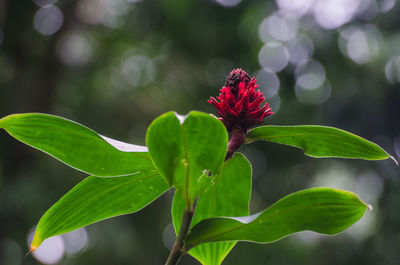 Close-up of red flowers blooming outdoors