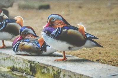 Close-up of birds perching on ground