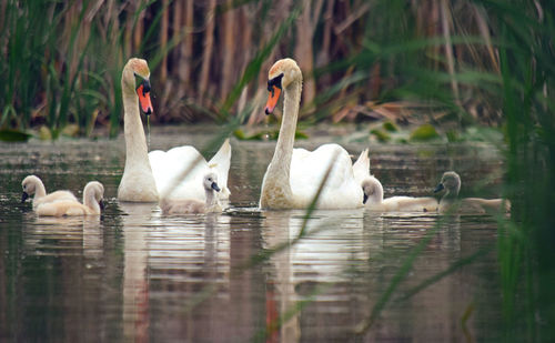 Swans swimming in lake