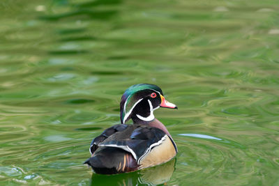 Close-up of duck swimming in lake