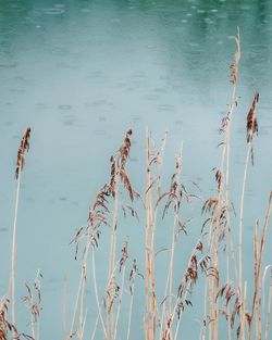 High angle view of plants in lake