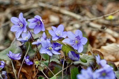 Close-up of purple flowers blooming outdoors