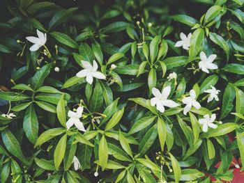 High angle view of white flowering plants