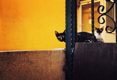 View of black cat peeking through door