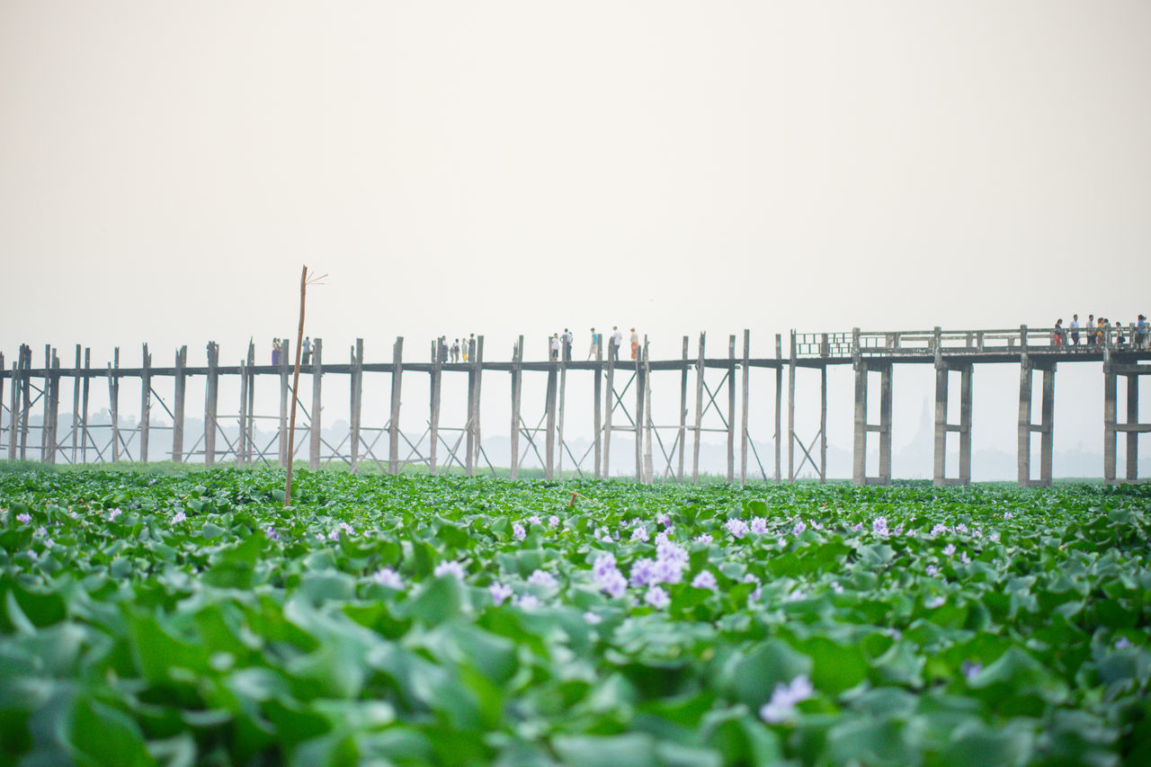 VIEW OF FLOWERING PLANTS ON FIELD