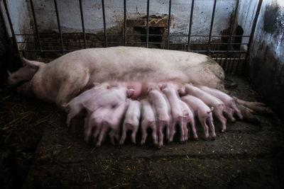 Close-up of pig sleeping in cage