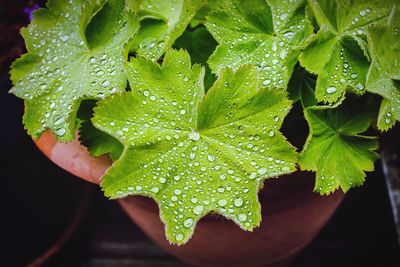 Close-up of water drops on leaves
