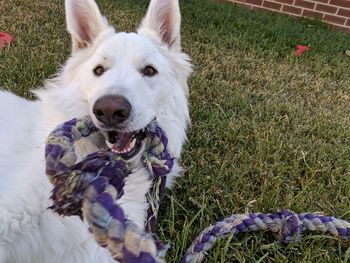 Portrait of white dog on field