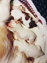 Midsection of female dog feeding puppies on pet bed