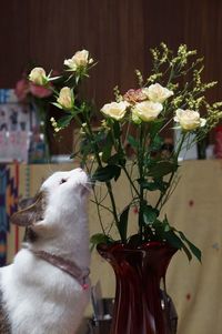 Close-up side view of a cat looking at vase