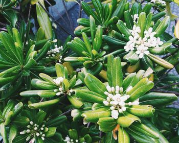 High angle view of plants