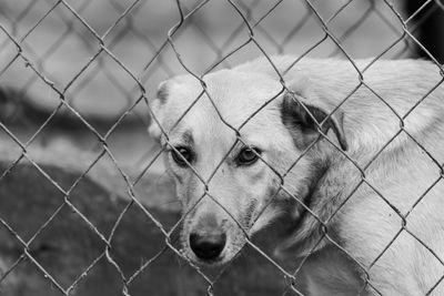 Portrait of dog seen through chainlink fence