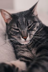 Close-up portrait of a cat